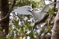 Lord Howe Island_20061212_011